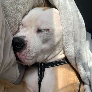 Meet your Posher, Abigail